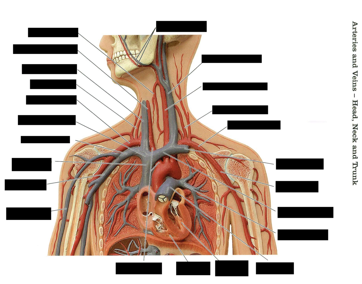Trunk Head Arteries and Veins (head,neck,and trunk) Quiz
