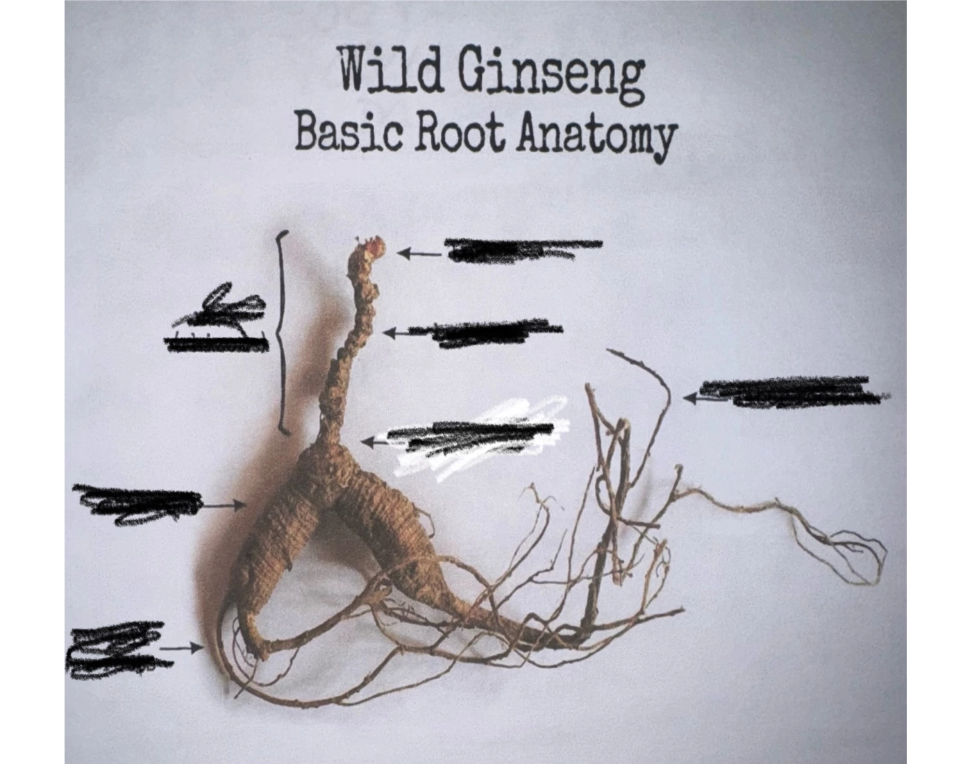 Root Body Ginseng Root Anatomy Quiz