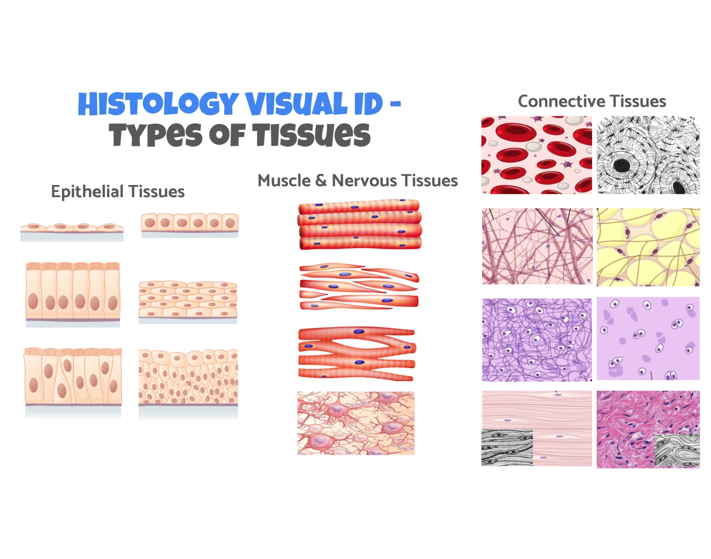 Histology Visual ID - Types of Tissues — Printable Worksheet