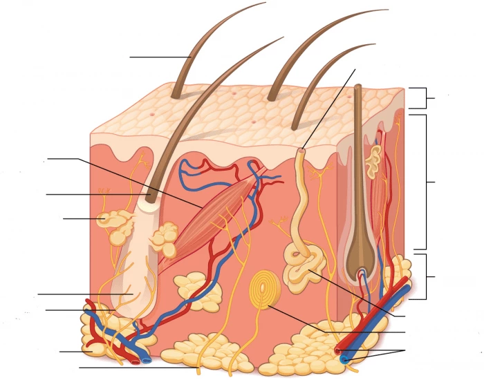 Labeling Integumentary System Printable Worksheet