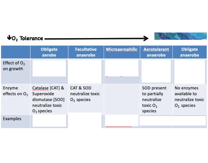 O2 Allowance O2 Tolerance Chart Quiz