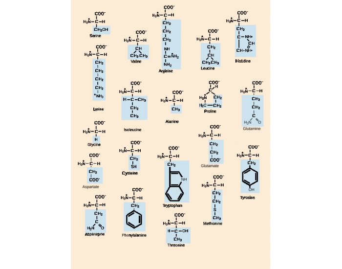 20 Kinds R Group Different Amino Acid R groups #3 Quiz