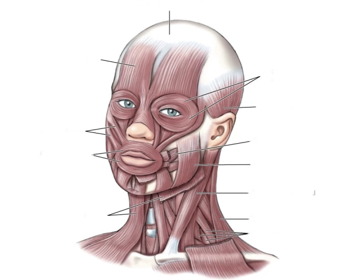 Head Muscular System Printable Worksheet