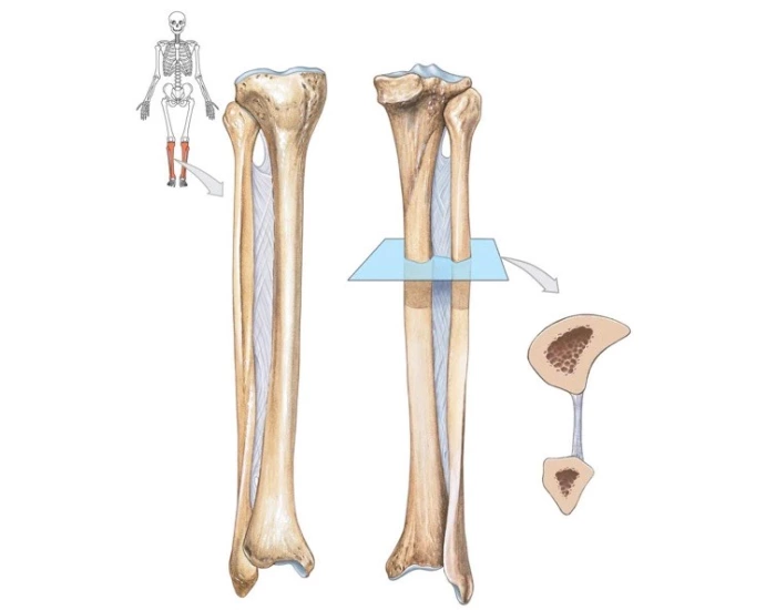 Tibia and Fibula labelling quiz — Printable Worksheet