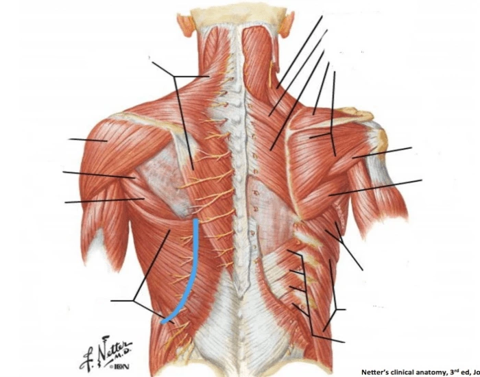 Back muscle anatomy Quiz