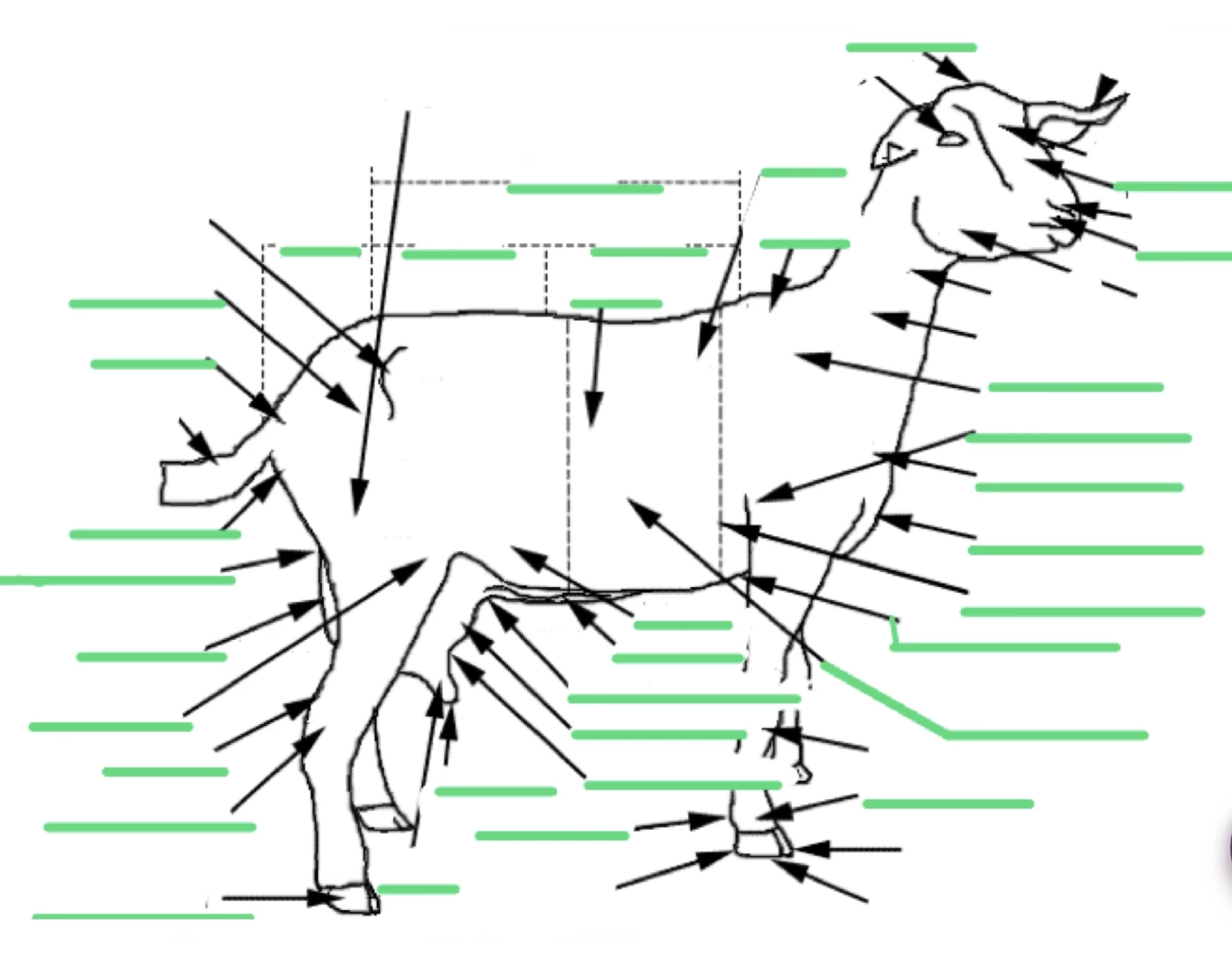 External Goat Goat external anatomy Quiz