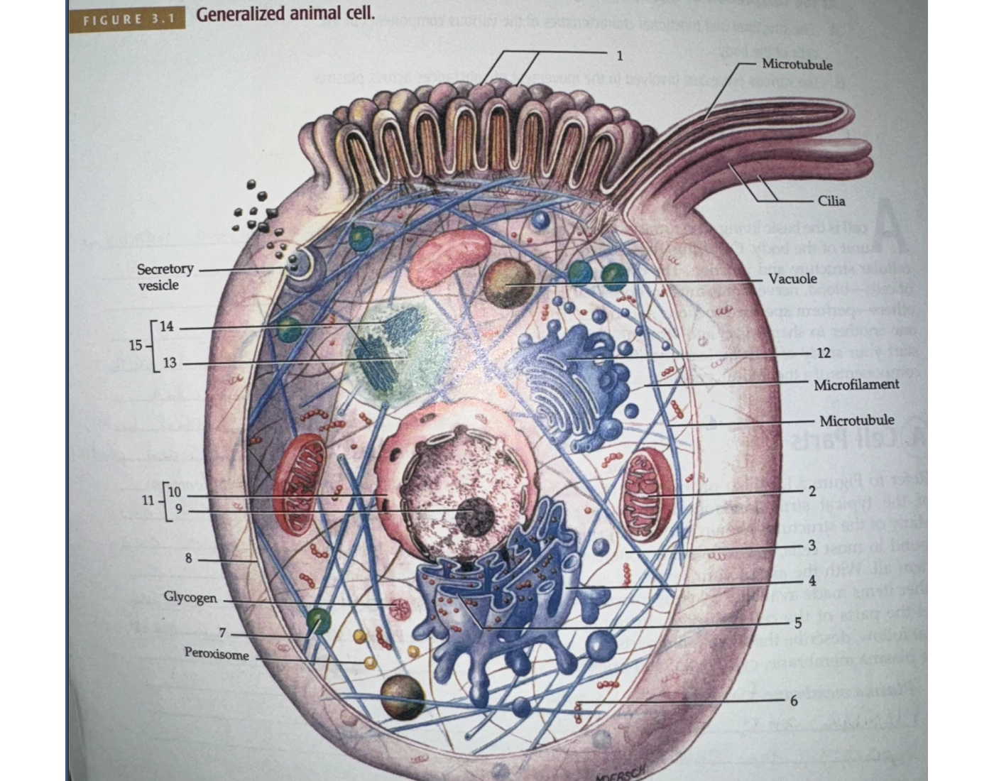 Generalized Cell Map Activity Generalized Animal Cell Quiz