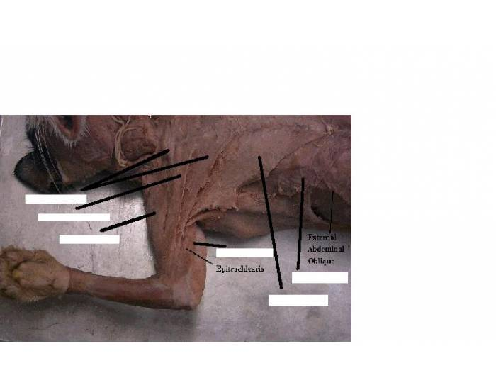 Cat Dissection Chest Muscles Quiz