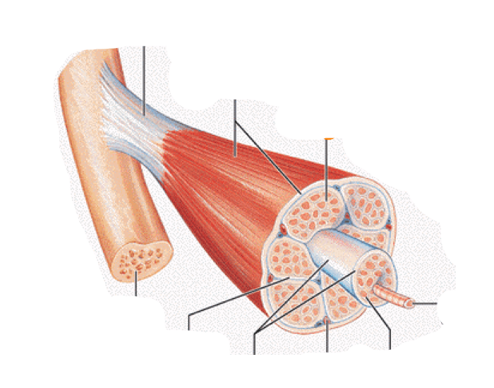 Muscle Cross Section Model Muscle Cross Section Quiz
