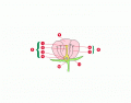 Parts of a Flower
