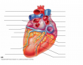 Heart Exterior Posterior