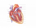 Heart Interior (easy)