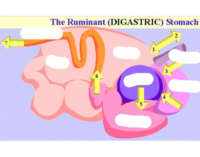 Trivia In Ruminants ruminant stomach Quiz