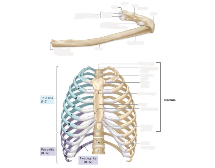 Sternum & Ribs Labeling Quiz
