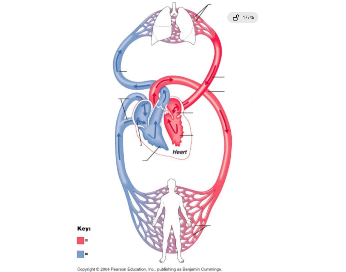 Blood Circuirs Quiz blood-circuirs-quiz