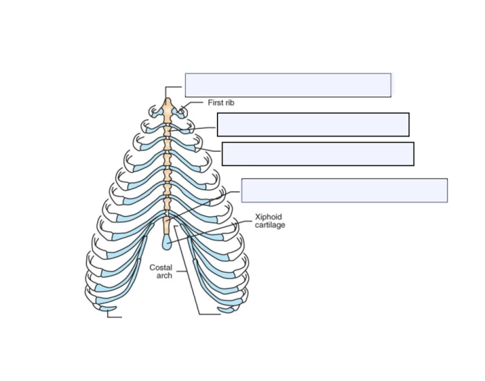 label the ribs/ sternum Quiz
