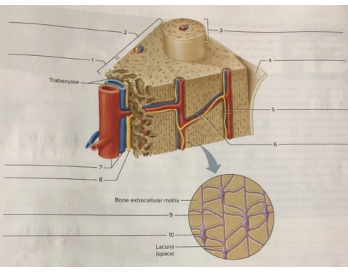 Labeling the Inside of a Bone Quiz