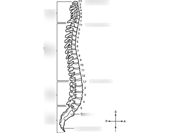 Spinal Column Point Spinal Column Labeling Quiz