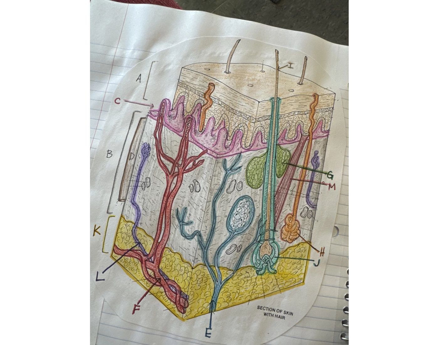 Anatomy-Cells and tissues unit — Printable Worksheet