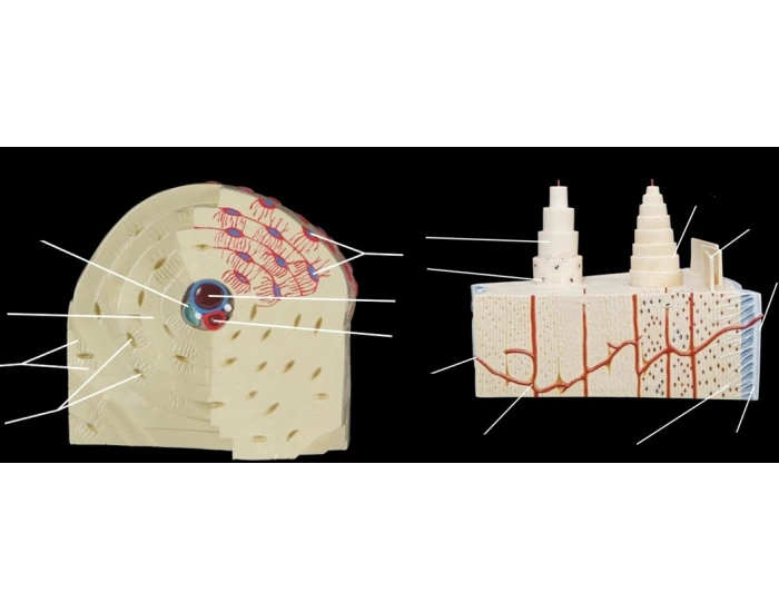 Model inventory for compact bone/ Osteon structure Quiz