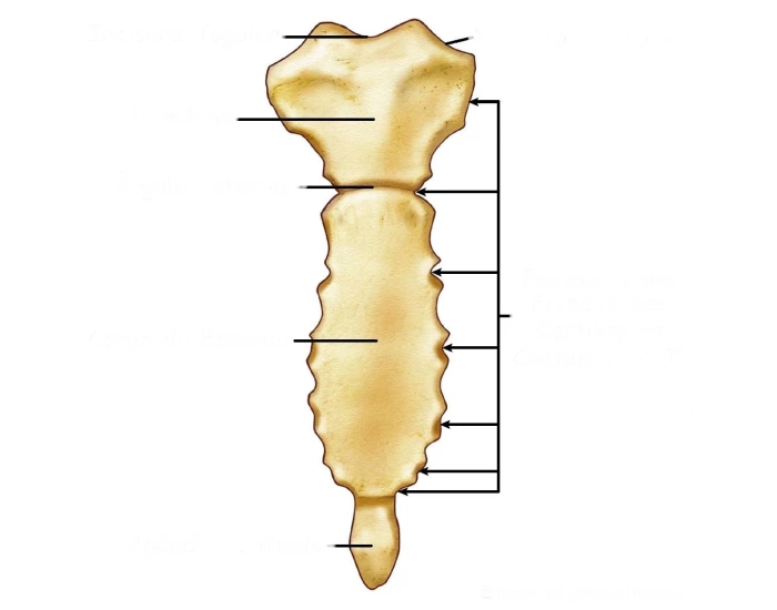 External Cuttlebone Anatomia esterno Quiz