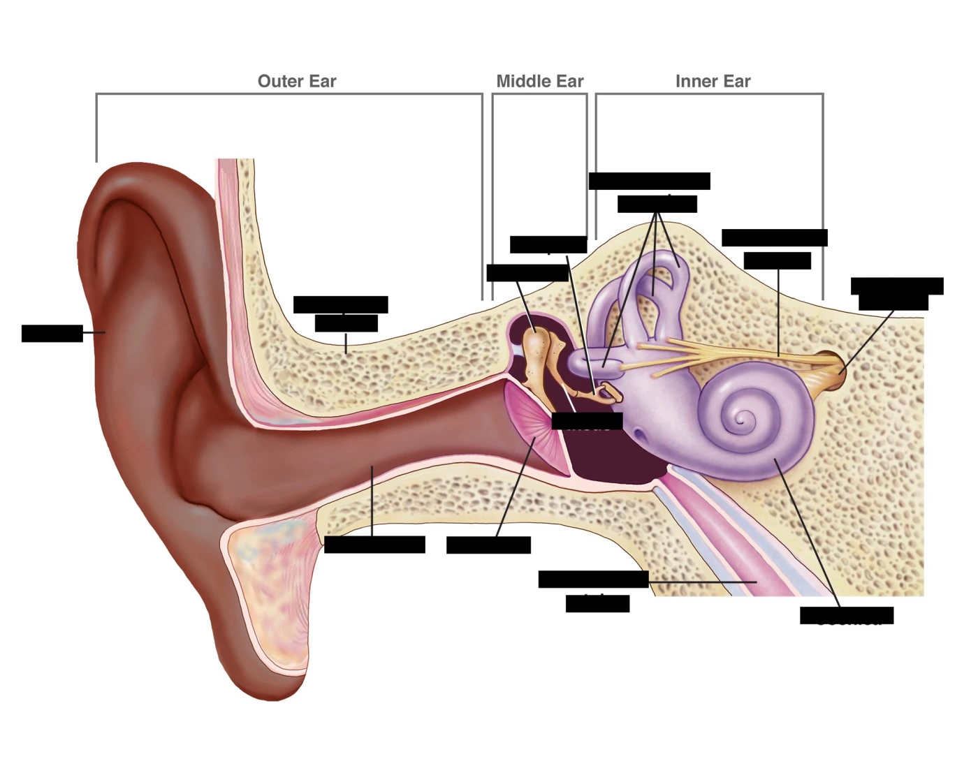 Learningon Ear da brain learning about da ear Quiz