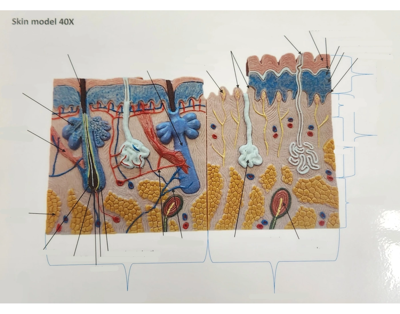 Integumentary System: Skin Model Labeling Quiz