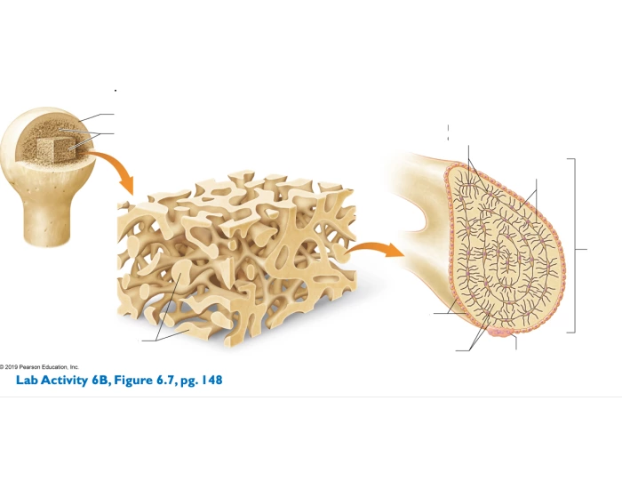 Bone Tissue Quiz