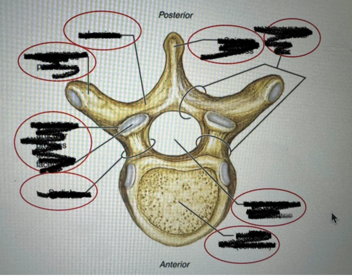 All Vertebrae Printable Worksheet