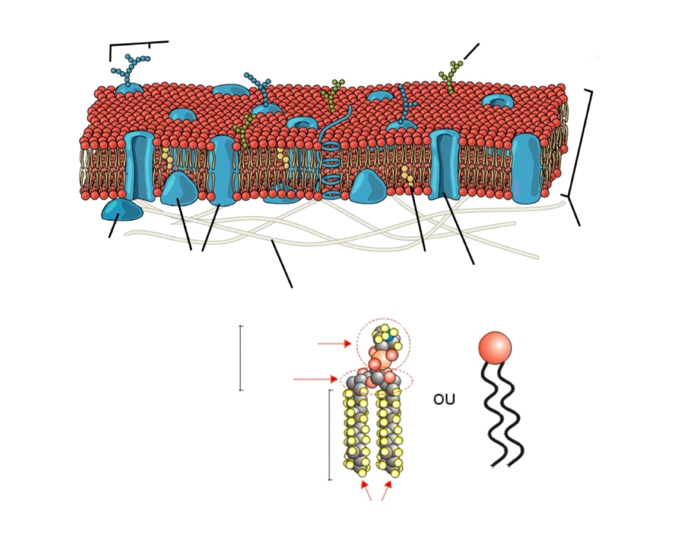 Biocell Game Biocell : La membrane plasmique Quiz