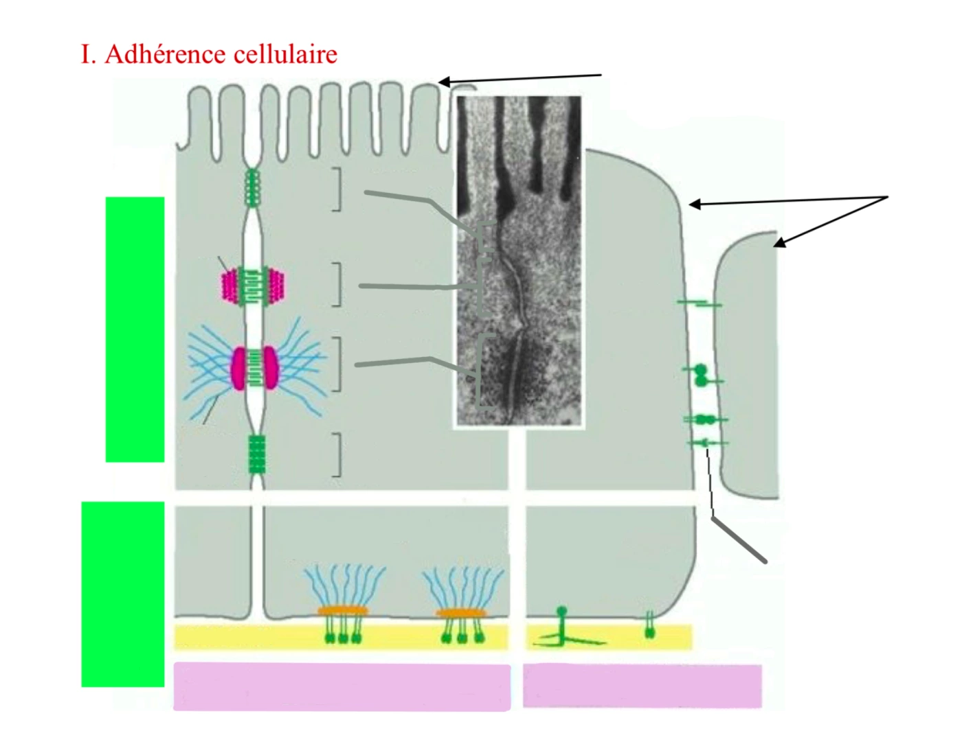 Biocell Game Biocell : Adhérence cellulaire Quiz
