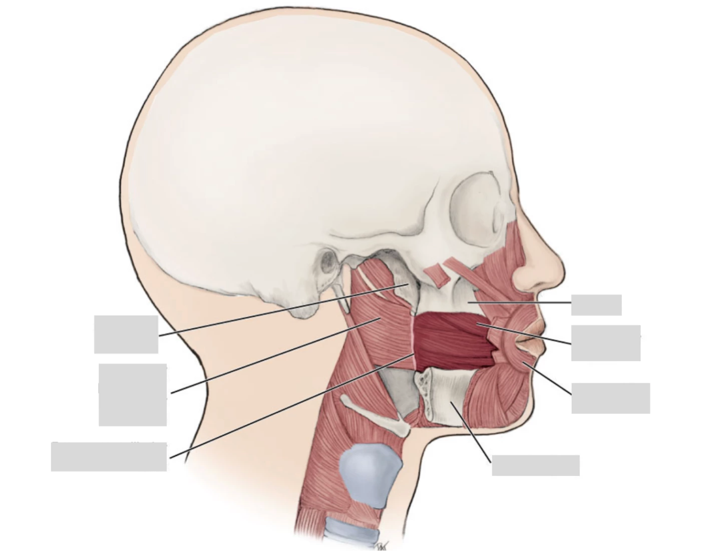 Raph In Muscles Buccinator Muscle and Pterygomandibular raphe Quiz