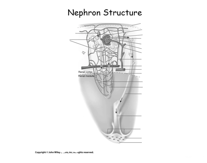 Nephron Worksheet.pdf Label the nephron structure — Printable Worksheet