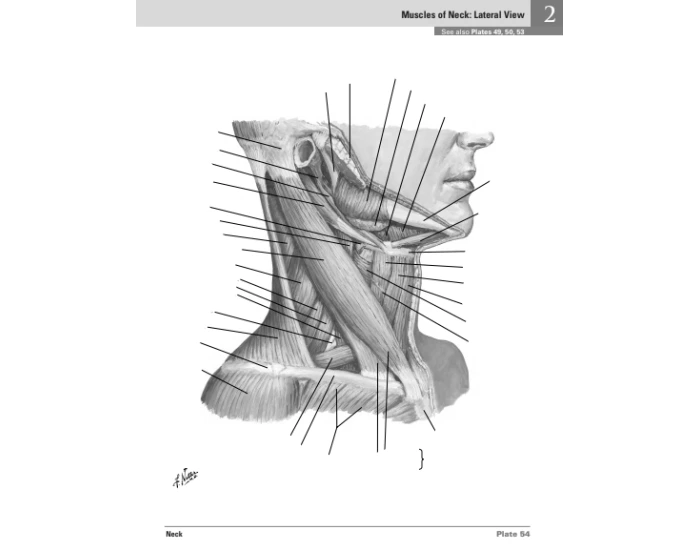 Label the Lateral Neck muscles — Printable Worksheet