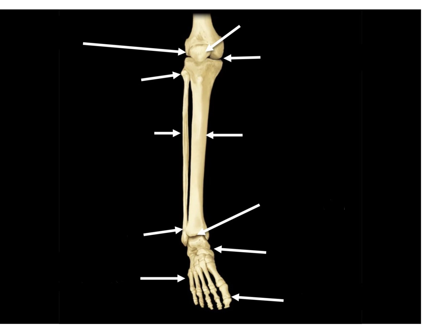 Right lower limb (foot/tibia/fibula) — Printable Worksheet