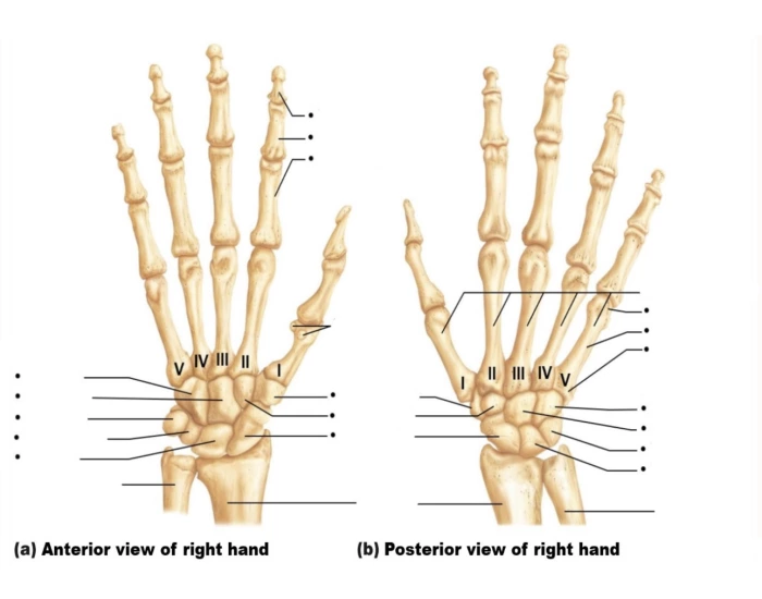 Right Hand Labelled Hands Labeled Quiz