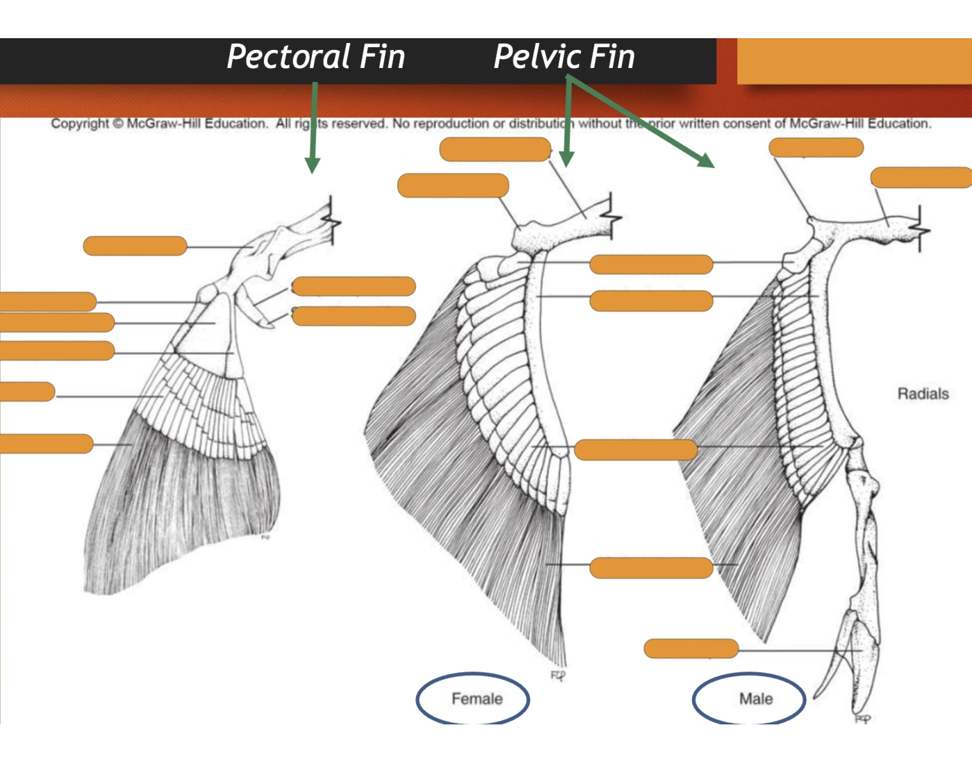 shark pectoral & pelvic fin skeletal anatomy — Printable Worksheet