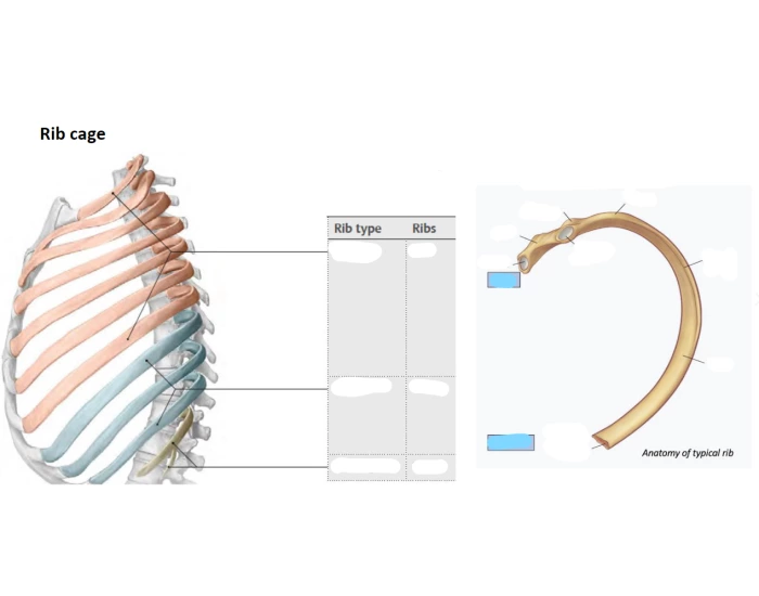Ribs and Ribcage Labels Quiz