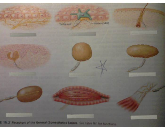 Anatomy Sensory Receptors Quiz Biology Diagrams