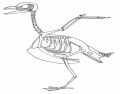 Bird Skeleton Quiz