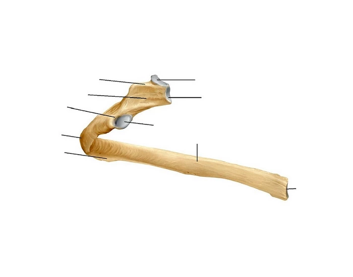 Anatomy of a Rib — Printable Worksheet