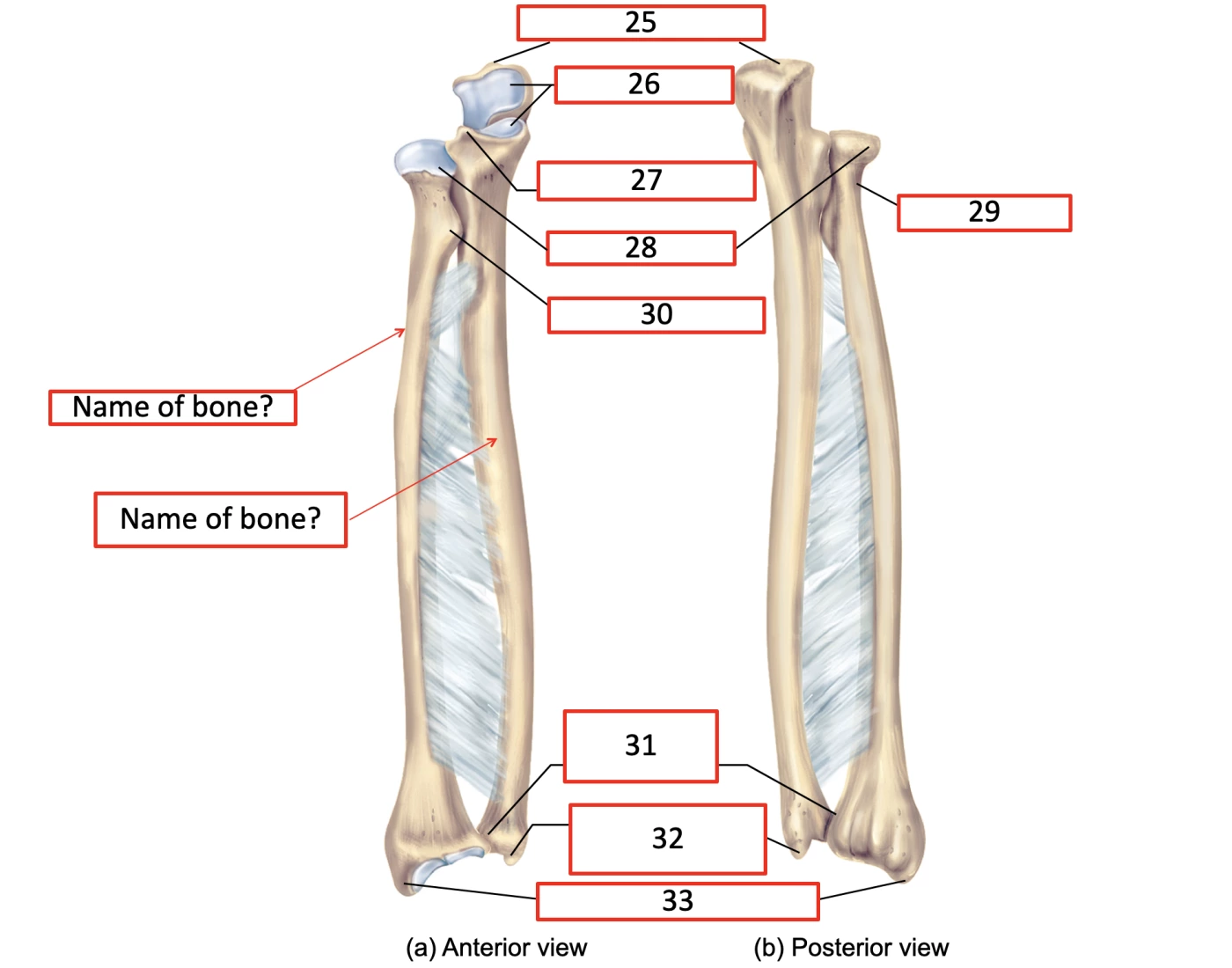 Radius With Labels Label radius and ulna Quiz