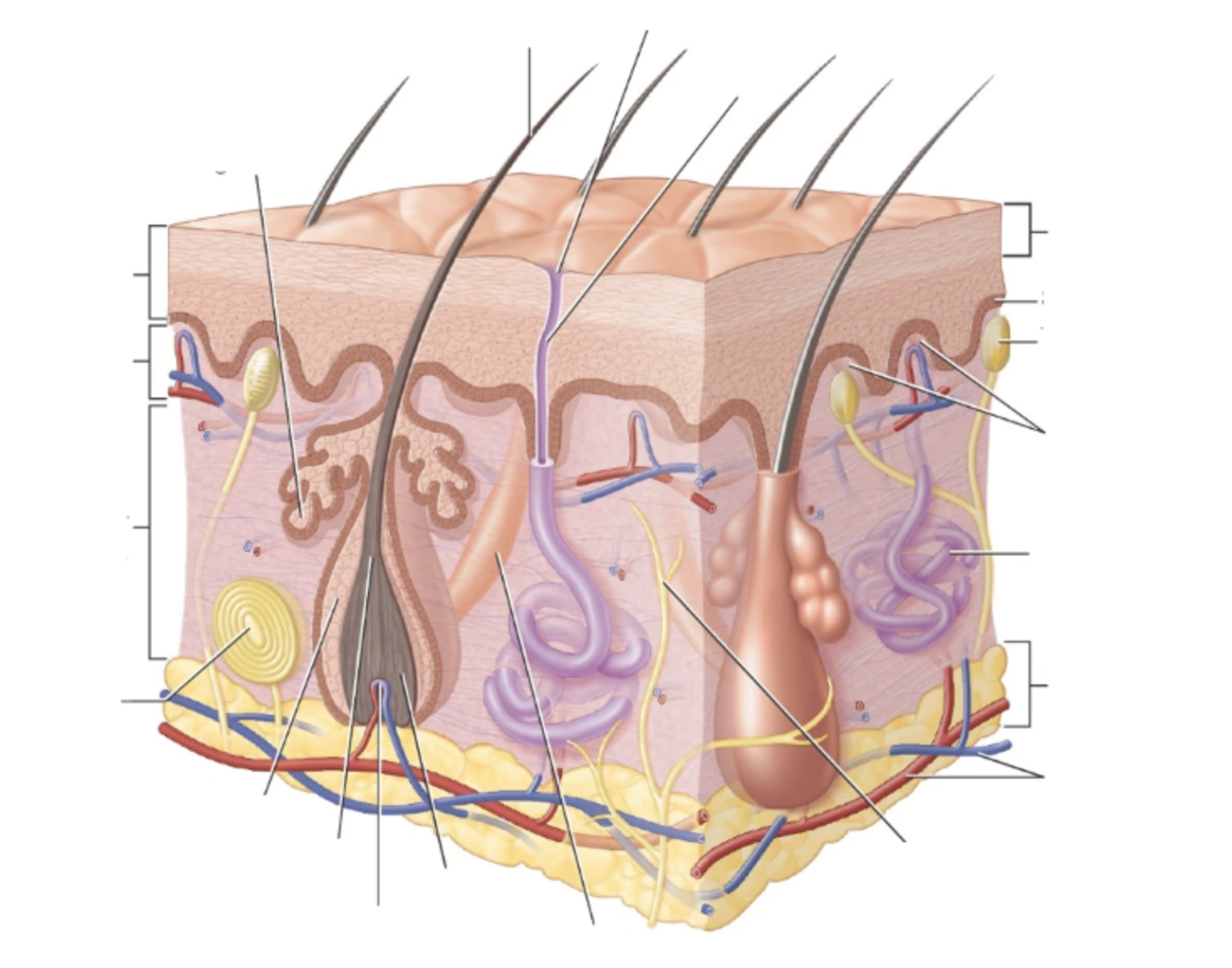 Integumentary System Labeled Quiz Integumentary system labeled quiz