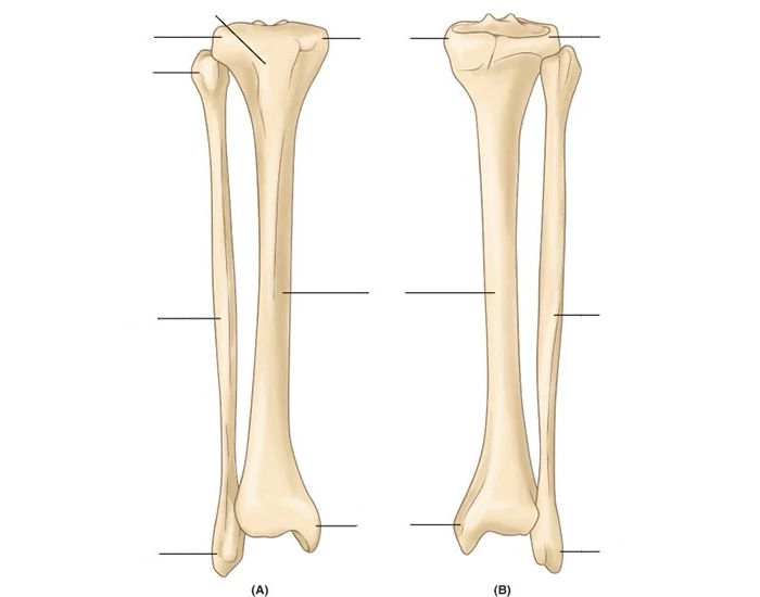 Tibia Colored A&P Tibia and Fibula Labeling Unit 2 Quiz