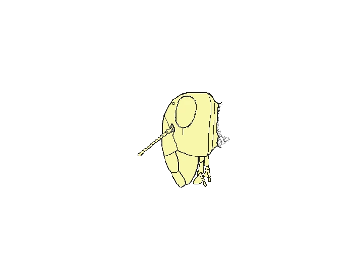 Insect Antennae Printable Worksheet