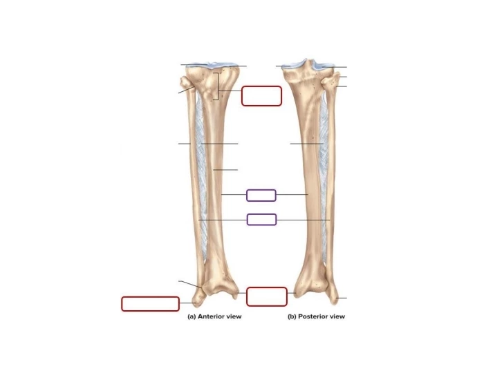 Skeletal System - Tibia & Fibula Parts — Printable Worksheet