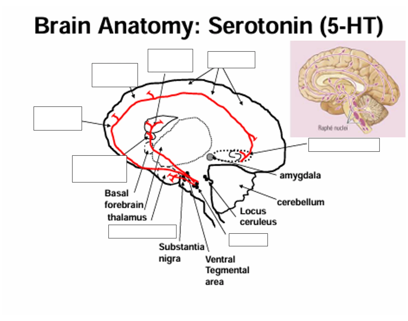 Pathway Ht 5-HT Pathway Quiz