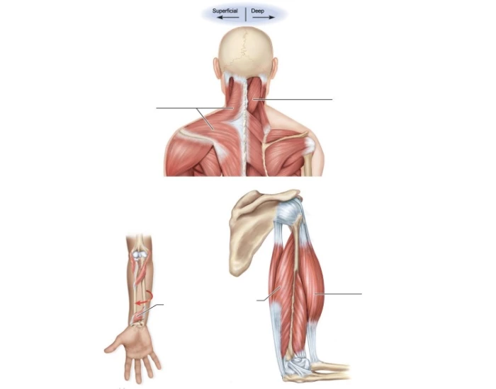 Muscular System Labeling 4 Quiz