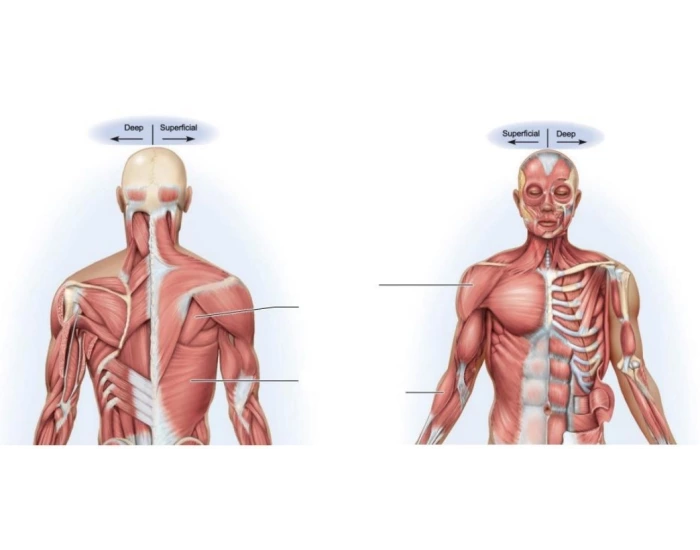 Muscular System Labeling 3 Quiz
