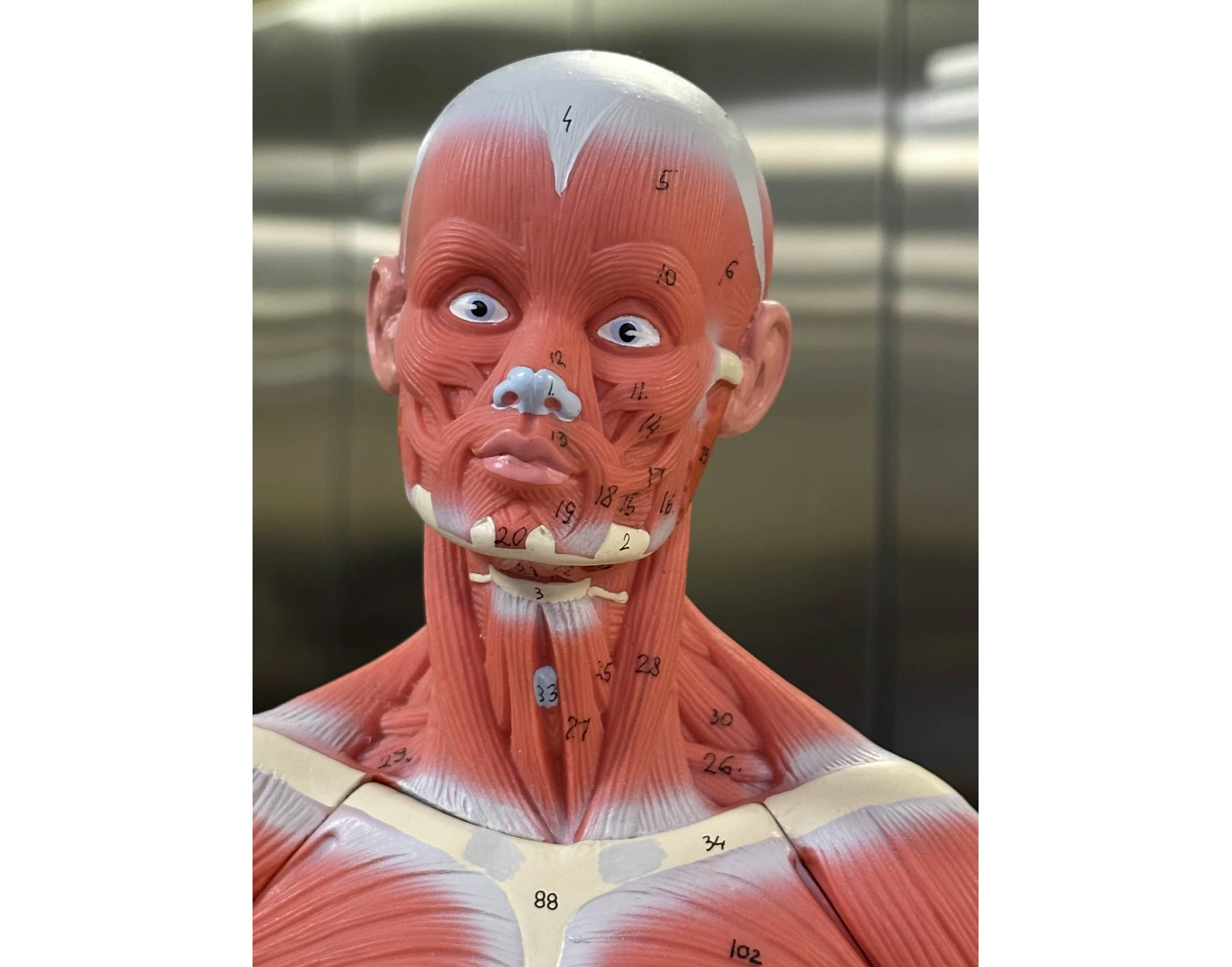 lab muscle model 1 Quiz